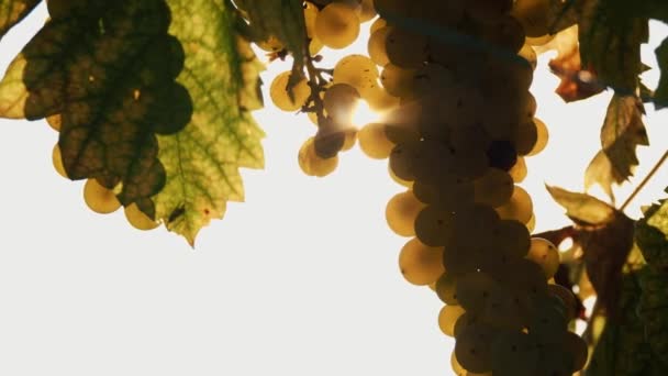 阳光下的白葡萄 成熟的葡萄束 非常近的特写 葡萄园里的葡萄藤上挂着甜甜的白葡萄 秋天温暖的阳光照耀着它 一丛丛成熟的葡萄藤已准备好收割了 — 图库视频影像