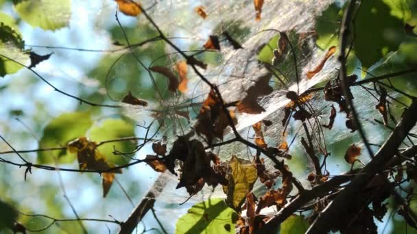 森の中のクモの巣 クローズアップ 森の柔らかい光の中で それは太陽に輝いています 昆虫トラップ 野生の自然の概念について 高品質の4K映像 — ストック動画