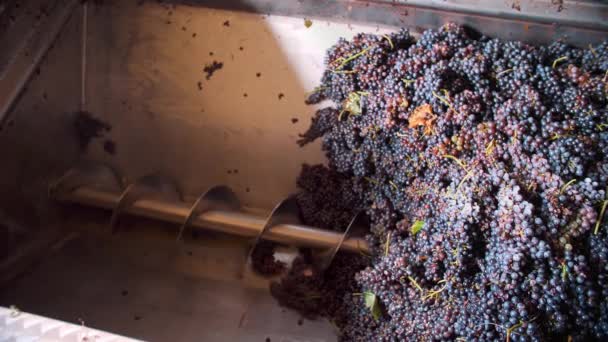 スクリューフィード付きグレープクラッシャー クローズアップ ブドウセパレーター グレープベリーは さらなるワイン醸造プロセスのための回転スパイラルマシンで絞っています スクリューコンベヤマシン加工グレープ — ストック動画