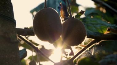 Ağaçta olgun kiwifruit toplanmadan önce yapraklarla çevrili. Çiftçilik ve hasat kavramı. Yakın plan. Altın ya da yeşil kivi, meyve bahçesindeki kivi ağacında asılı kıllı meyveler. Sonbaharda güneşte
