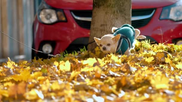 Собака Отмечает Свою Территорию Мочой Упавших Жёлтых Листьях Города Солнечный — стоковое видео