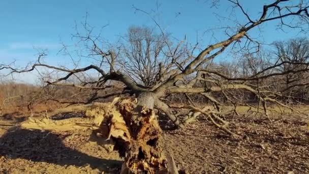 Ett Träd Har Fallit Åker Vid Skogsbrynet Trädet Har Torkat — Stockvideo