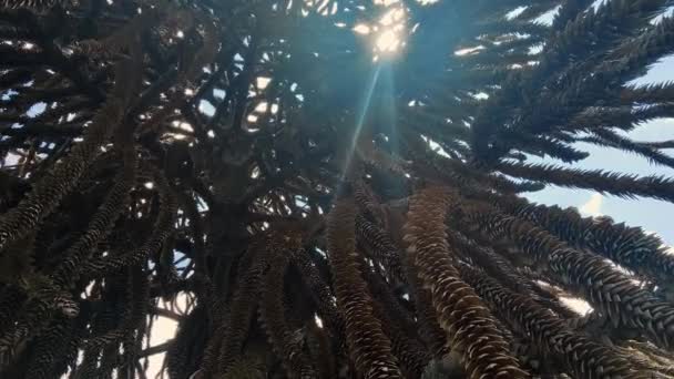 Ramo Árvore Quebra Cabeça Macaco Com Muitos Espinhos Imagens Alta — Vídeo de Stock