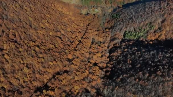 Talya Alpler Hava Manzarası Ağacın Yapraklarının Kırmızı Turuncu Sarı Tonlarını — Stok video