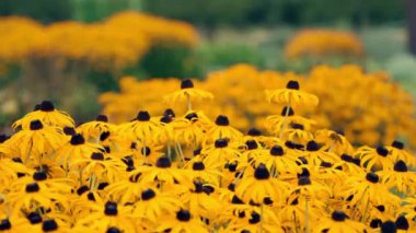 Daimi Rudbeckia. Parlak sarı çiçekli bir tarla. Yüksek kalite 4k görüntü