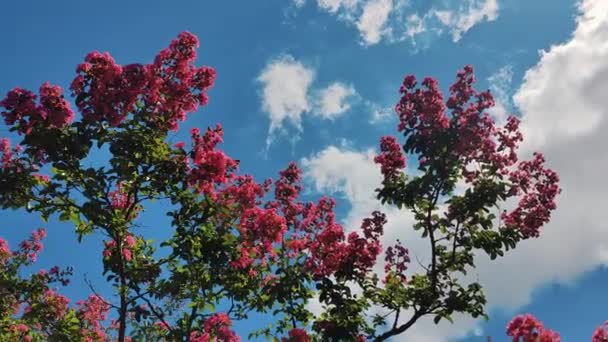 ラガストロミア 夏になると 公園で木が咲きます 雲と太陽の背景で美しい晴れた日 高品質の4K映像 — ストック動画