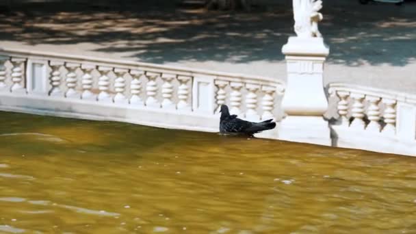 Pombo Tomando Banho Fonte Dia Quente Verão Parque Cidade Imagens — Vídeo de Stock