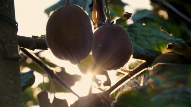 Ripe Kiwifruit Tree Surrounded Leaves Picking Farming Harvesting Concept Close — Stock Video