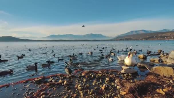 Gölde Birçok Kuş Türü Var Dağ Geçmişi Güneşli Bir Hava — Stok video