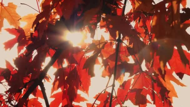 Червоне Листя Дереві Впритул Місті Осінній День Листя Оранжеве Жовте — стокове відео