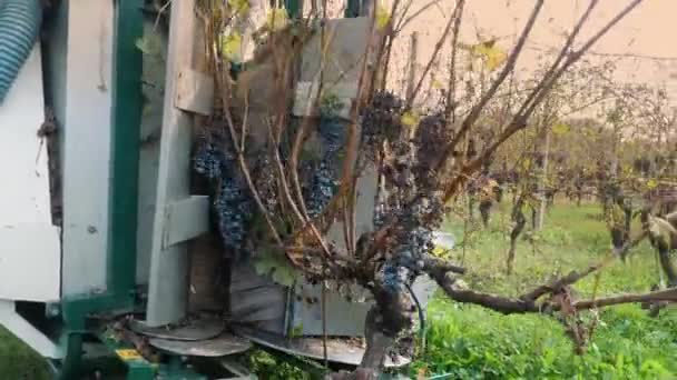 ハーベスターでブドウを収穫する クローズアップ ブドウ栽培についてです グレープハーベスターはブドウ畑のブドウ畑のブドウから熟した赤いブドウの束を収穫し さらなる高品質のワイン生産のために — ストック動画