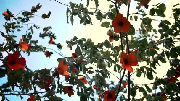 Beautiful Campsis Grandiflora Flowers Summer Closeup Trumpet Vine Flowers Climbing — Stock Video