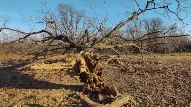 Ormanın Kenarındaki Bir Tarlada Bir Ağaç Devrildi Ağaç Yaşlılık Nedeniyle — Stok video