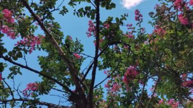 Lagerstroemia indica rosea. Yaz boyunca parkta bir ağaç filizlenir. Yüksek kalite 4k görüntü