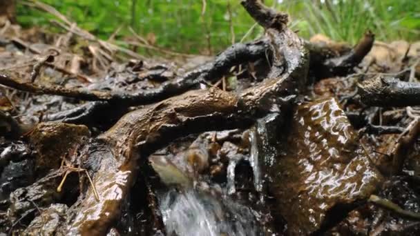 在夏天的绿林里奔流 小瀑布 水清澈 绿色的木制石头和树木 高质量的4K镜头 — 图库视频影像