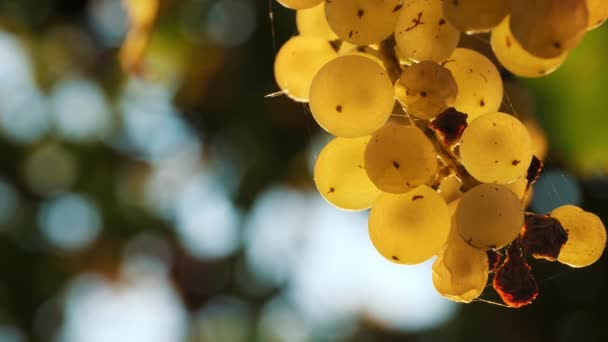 Białe Winogrona Słońcu Dojrzałe Grona Winorośli Bardzo Zbliżenie Słodkie Białe — Wideo stockowe