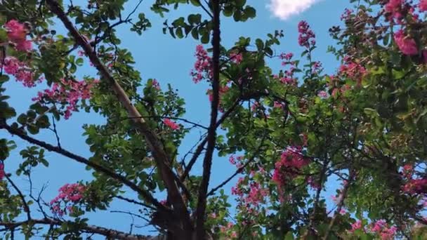 Lagerstroemia Indica Rosea Yaz Boyunca Parkta Bir Ağaç Filizlenir Yüksek — Stok video