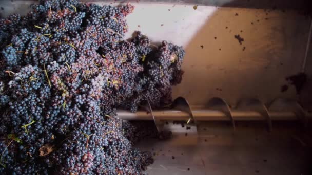 スクリューフィード付きグレープクラッシャー クローズアップ ブドウセパレーター グレープベリーは さらなるワイン醸造プロセスのための回転スパイラルマシンで絞っています スクリューコンベヤマシン加工グレープ — ストック動画