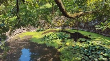 Parktaki yapay göl. Çiçekli zambaklarla dolu küçük bir gölde güneşli bir yaz günü gölet balık, yılan ve kurbağalara ev sahipliği yapar. Yüksek kalite 4k görüntü