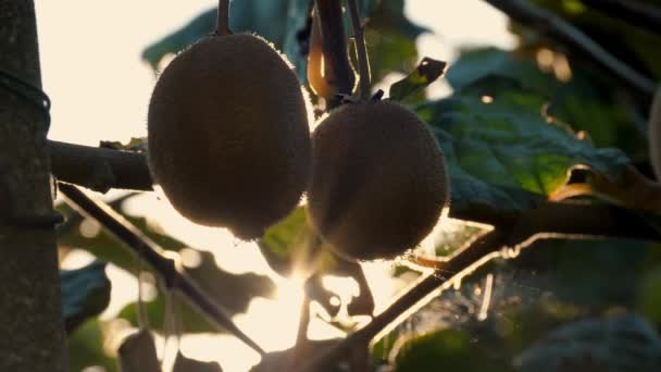Mogen Kiwifrukt Trädet Omgiven Löv Innan Plockning Koncept För Jordbruk — Stockvideo