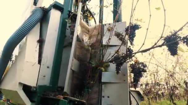 수확기와 포도원에서 클로즈업 농업입니다 수확기는 포도원에 포도나무에서 적포도의 무리를 고품질 — 비디오