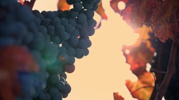 成熟的葡萄束 甜红葡萄的藤蔓 带有黄色 晒白的叶子 被温暖的秋日落日的阳光照亮 葡萄园 成熟的葡萄准备收割 葡萄栽培 酒厂和 — 图库视频影像