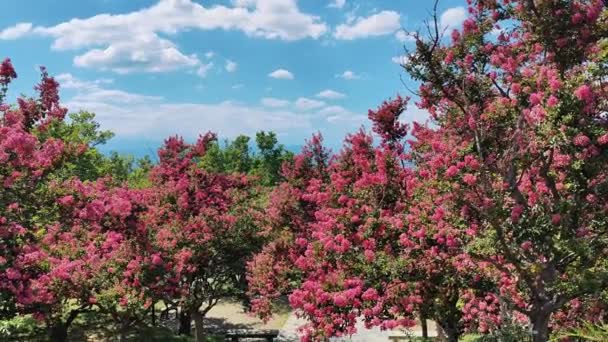 ラガストロミア 夏になると 公園で木が咲きます 高品質の4K映像 — ストック動画