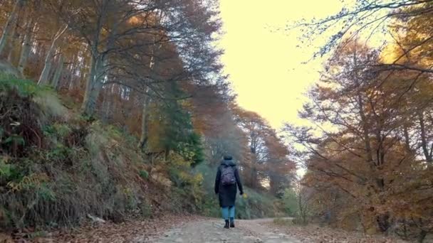 Осінь Горах Дівчинка Пішохід Рюкзаком Проходить Через Осінній Ліс Альпах — стокове відео