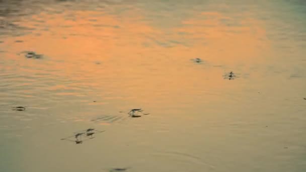 Конькобежцы Обычные Водные Горки Над Водой Сезон Размножения Конькобежцы Поверхности — стоковое видео