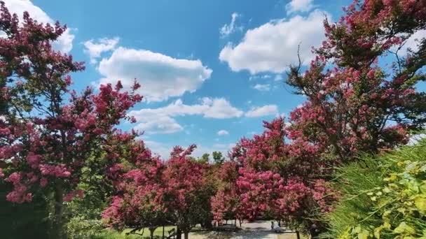 Lagerstroemia Indica Rosea Yaz Boyunca Parkta Bir Ağaç Filizlenir Yüksek — Stok video
