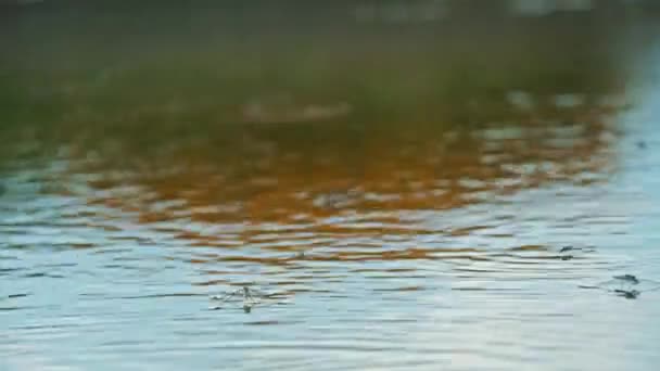 Конькобежцы Обычные Водные Горки Над Водой Сезон Размножения Конькобежцы Поверхности — стоковое видео