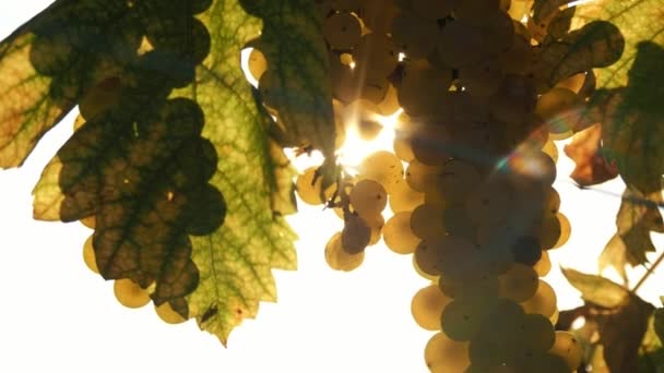 太陽の下の白いブドウ ブドウのブドウの群れ 非常にクローズアップ 暖かい秋の太陽に照らされたブドウ畑のワインの甘い白いブドウ 収穫の準備ができているグレープワインのパイプバンド — ストック動画
