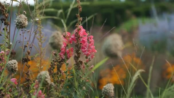 Ucho Lwa Egzotyczne Kwiaty Ogrodzie Wysokiej Jakości Materiał — Wideo stockowe