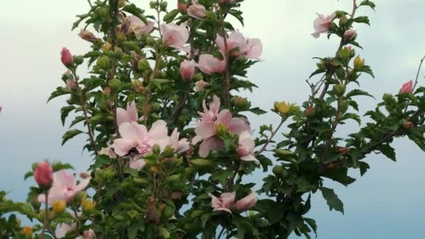 Blooming Hibiscus Tree Numerous Pink Flowers Backdrop Blue Sky High — Stockvideo
