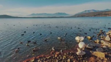 Gölde birçok kuş türü var. Dağ geçmişi. Güneşli bir hava. Yüksek kalite 4k görüntü