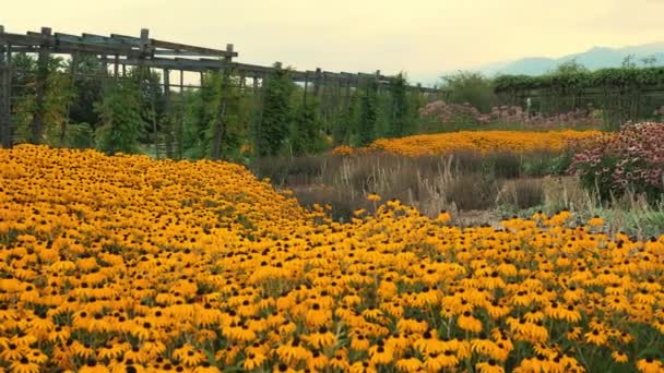 Πολυετής Ρουντμπεκιά Ένα Χωράφι Φωτεινά Κίτρινα Λουλούδια Υψηλής Ποιότητας Πλάνα — Αρχείο Βίντεο