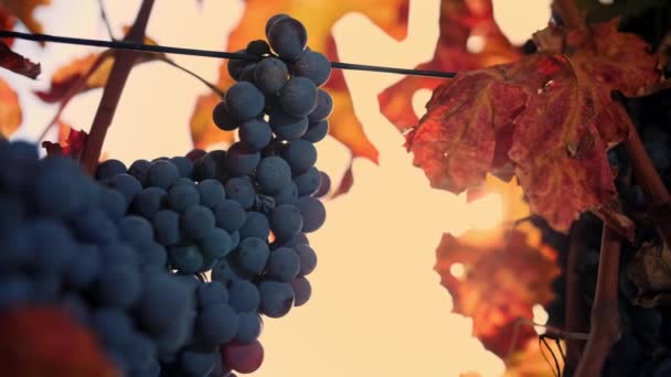 成熟的葡萄束 甜红葡萄的藤蔓 带有黄色 晒白的叶子 被温暖的秋日落日的阳光照亮 葡萄园 成熟的葡萄准备收割 葡萄栽培 酒厂和 — 图库视频影像