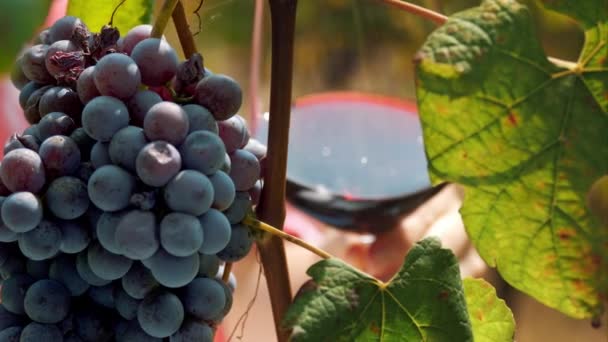 Een Grote Bos Rijpe Zwarte Druiven Wijnstok Een Glas Rode — Stockvideo
