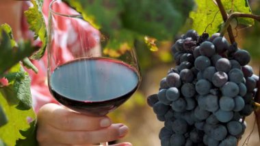 Sarmaşığın üzerinde büyük bir demet olgun siyah üzüm ve güneş ışınlarında ellerinde bir bardak kırmızı şarap. Yakın plan. Üzüm bağı. Üzüm hasadı. Şarap yapımı..