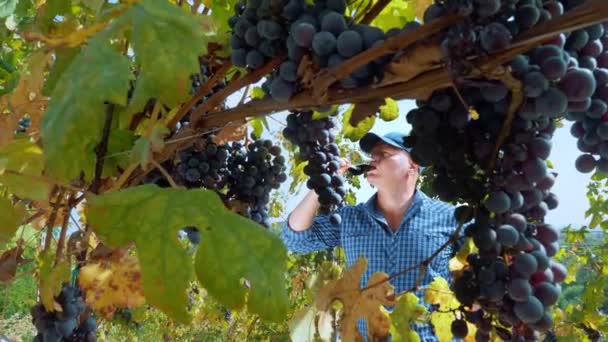 Sommelier Jordbrukare Eller Vinmakare Håller Ett Glas Rött Vin Sina — Stockvideo