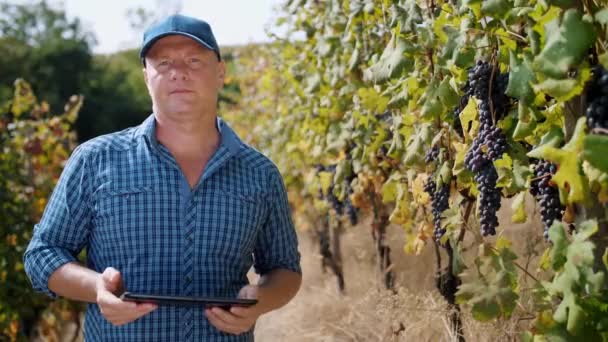 Winegrower Digital Tablet Hands Farmer Uses Tablet Vineyard Applying Digital — Stock Video