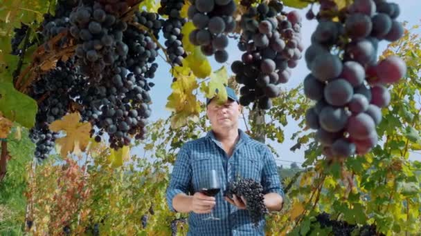 農夫は大量の黒ブドウと赤ワインを手に入れ ブドウ園の真ん中に置いている ブドウの上に 熟した黒いブドウが 太陽の光線を浴びています グレープハーベスト — ストック動画