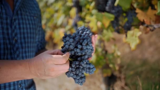 Farmer Trzyma Rękach Dużą Ilość Czarnych Winogron Środku Winnicy Zbliżenie — Wideo stockowe