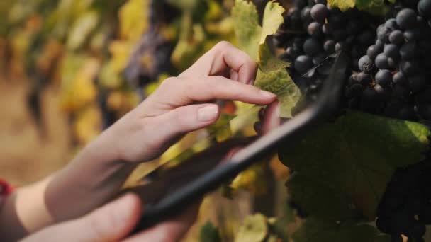 Winegrower Toma Notas Tableta Primer Plano Agrónomo Inspecciona Racimos Uva — Vídeo de stock