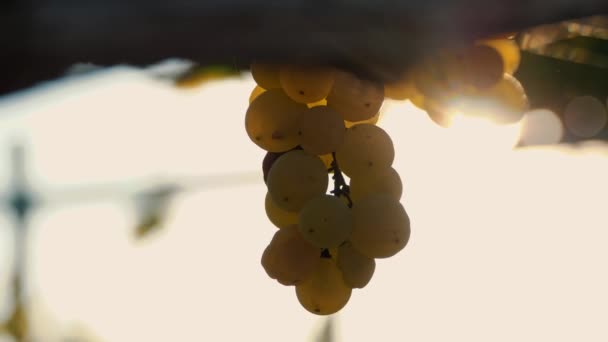 Güneşte Beyaz Üzümler Olgunlaşmış Üzüm Demetleri Çok Yakın Plan Üzüm — Stok video