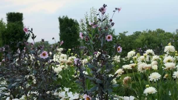 Jardín Diseño Paisaje Una Amplia Variedad Flores Manicured House Garden — Vídeos de Stock