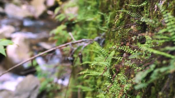 Musgo Verde Vegetación Bosque Durante Verano Fondo Río Montaña Las — Vídeos de Stock