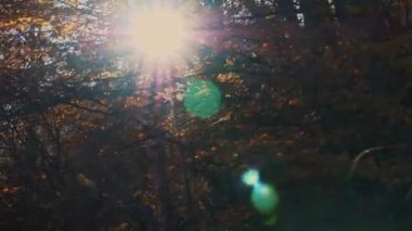 Sonbahar ormanında sabah. Güneş ışınları muhteşem sonbahar ağacının altın ve turuncu yapraklarını delip geçer. Büyülü sonbahar manzarası. Yüksek kalite 4k görüntü