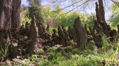 Eşsiz Ağaç Kökleri olan Kel Kuğu Ağacı. Ağaçların arasından süzülen güneş ışığıyla Sakin Orman Sahnesi. Doğa temalı tasarımlar ve çevresel farkındalık kampanyaları için mükemmel