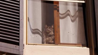 Çekici özellikleri olan bir erkek rakun, kısmen renkli ve desenli bir perdeyle gizlenmiş bir apartman penceresinden dışarı bakar. Güneş ışığı kedilerin tüylerini ve meraklarını aydınlatıyor.